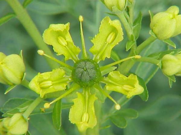  s una planta de flors hermafrodites petites i de color groc amb quatre 