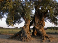 Olivera centenària