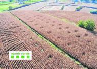 Les plantes de marihuana són fàcils de distingir entremig del blat de moro, des de l'aire