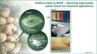 Fulletó sobre la patata Amflora de Basf