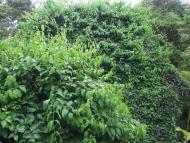 La ayahuasca, Banisteriopsis Caapi, és una liana que pot créixer massivament