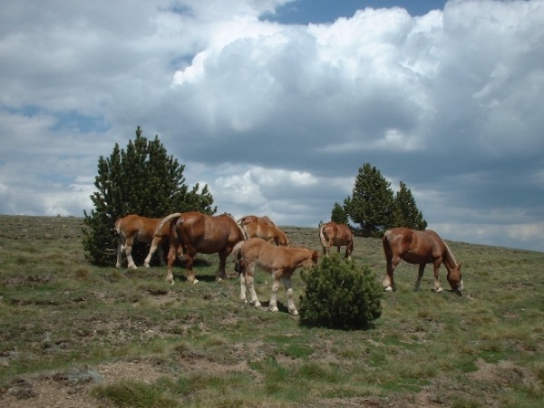 28 de Juny de 2006 cavalls,eugues i poltres  Rubió del Cantó -  Sara