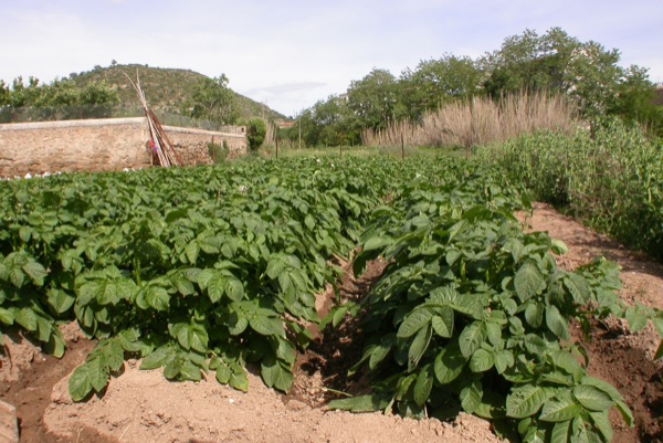 12 de Juny de 2010 Patateres
  Torà -  Ramon Sunyer