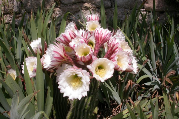 12 de Juny de 2010 Cactus florit  Torà -  Ramon Sunyer