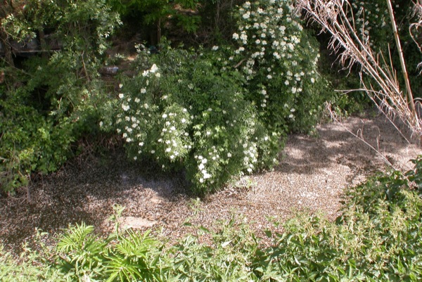 12 de Juny de 2010 Riu amb flors de saüquer  Torà -  Ramon Sunyer