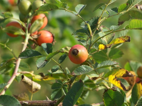  Fruits del roser salvatge  Torà - 