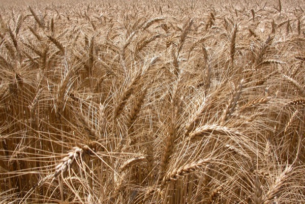 5 de Juliol de 2010 Els cereals ja són a punt  Torà -  Ramon Sunyer