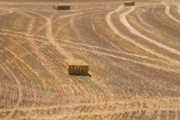 5 de Juliol de 2010 La palla empacada en bales  Torà -  Ramon Sunyer