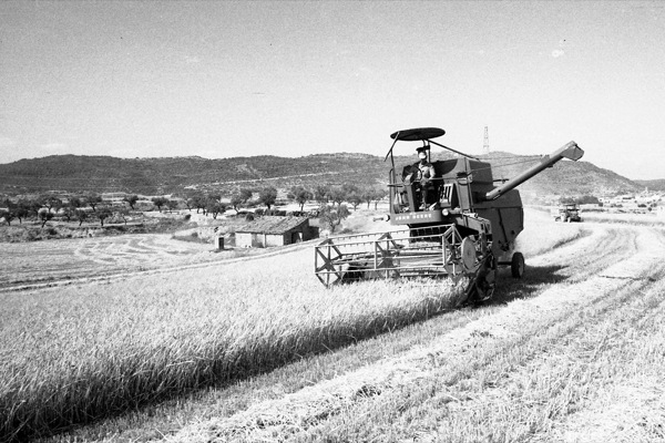 5.7.1986 Segant a la vinya, també fa dies  Torà -  Ramon Sunyer