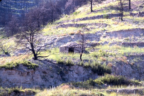 24 de Maig de 1999 A la primavera següent, les plantes comencen a repoblar  Cellers - 