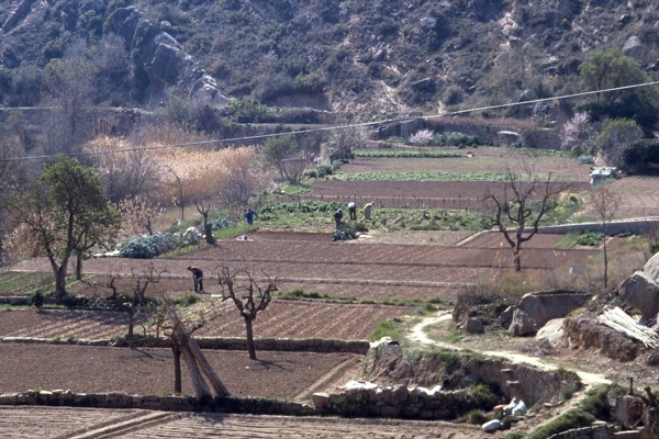 12 de Juny de 2010 El cultiu de l'hort
  Torà -  Ramon Sunyer