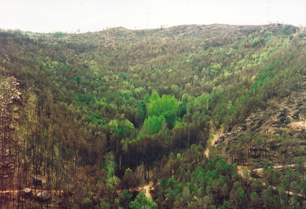 24 de Juliol de 1998 El foc va passar de llarg a l'obaga de Figuerola  Fontanet -  Ramon Sunyer