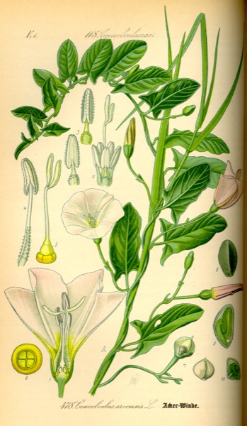 15.7.2010 Corretjola  -  Kohler's Medicinal Plants