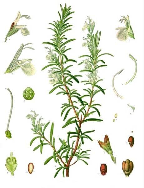 19.8.2010 Romaní­ Rosmarinus officinalis     -  Franz Eugen Köhler