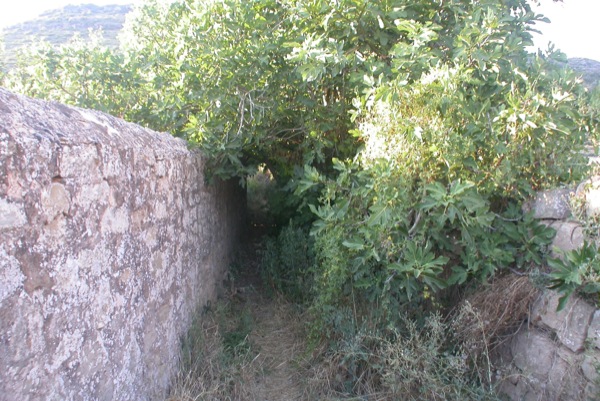 23 de Agost de 2010 Camí­ entre vegetació  Torà -  Ramon Sunyer