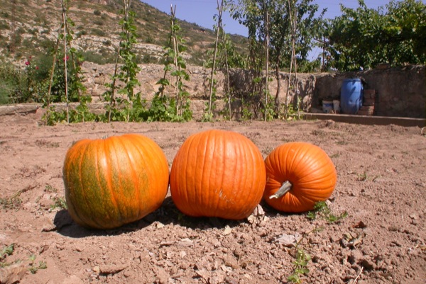 30 de Agost de 2010 Carabasses  Torà -  Ramon Sunyer