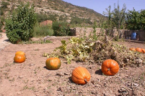 30 de Agost de 2010 Carabasses  Torà -  Ramon Sunyer