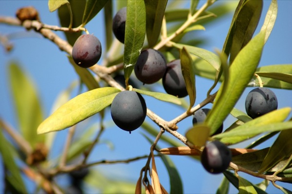 21 de Octubre de 2010 Les olives, el fruit de l'olivera  - 