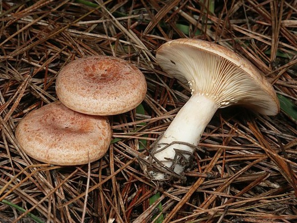 25 de Octubre de 2010 Lleteralga (Lactarius chrysorrheus) no comestible  - 