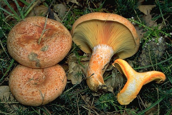 26 de Octubre de 2012 Rovelló d'obaga o pinetell (Lactarius deliciosus)  - 