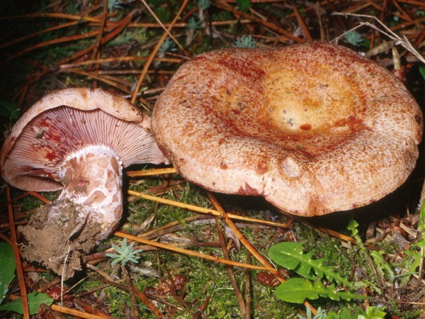 26 de Octubre de 2012 Rovelló (Lactarius vinosus)  - 