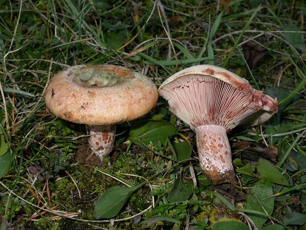 26 de Octubre de 2012 Rovelló (Lactarius sanguifluus)  - 