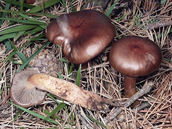 25.10.2010 Cama o bec de perdiu (Chroogomphus Rutilus)  - 