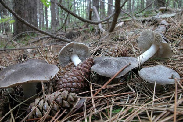 25.10.2010 Fredolic (Tricholoma terreum)  - 