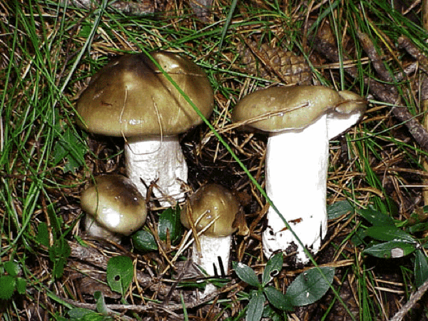 26 de Octubre de 2012 Llenega negra (Hygrophorus Latitabundus Brite)  - 