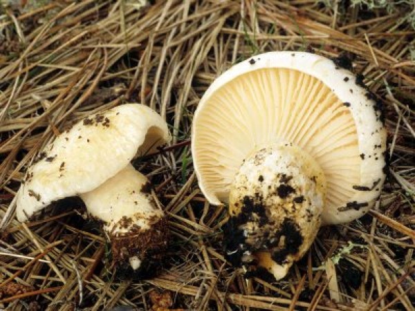 Llenega blanca (Hygrophorus Glyocyclus)