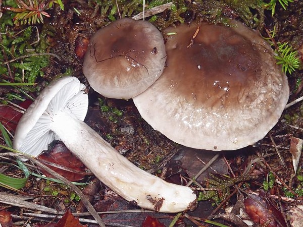 25.10.2010 Llenega d'alzinar (Hygrophorus persoonii)  - 