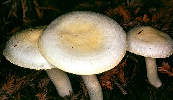 25 de Octubre de 2010 Llenega blanca de vora groga (Hygrophorus chrysodon)  - 