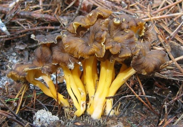 26 de Octubre de 2012 Camagroc (Cantharellus Lutescens)  - 