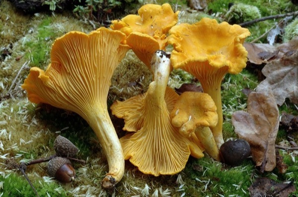 26.10.2012 Rossinyol (Cantharellus Cibarius)  - 