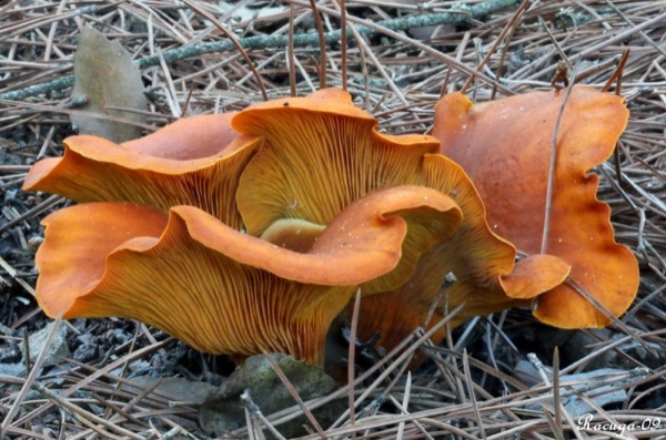 25 de Octubre de 2010 Gí­rgola d'olivera (Omphalotus olearius) molt tòxic  - 