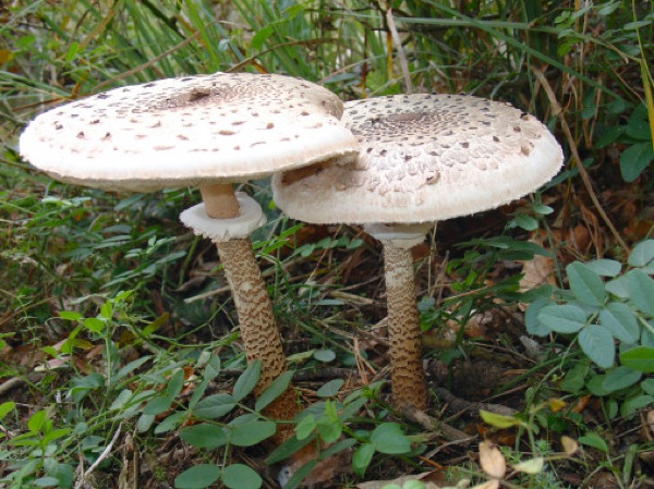 25.10.2010 Apagallums (Macrolepiota Procera)  - 