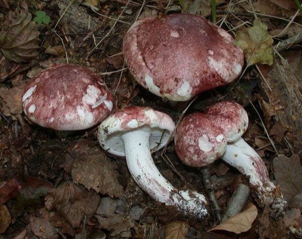 25 de Octubre de 2010 Carlet (Hygrophorus russula)  - 