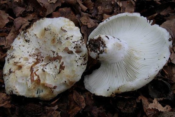 25 de Octubre de 2010 Pebràs (Russula delica)  - 