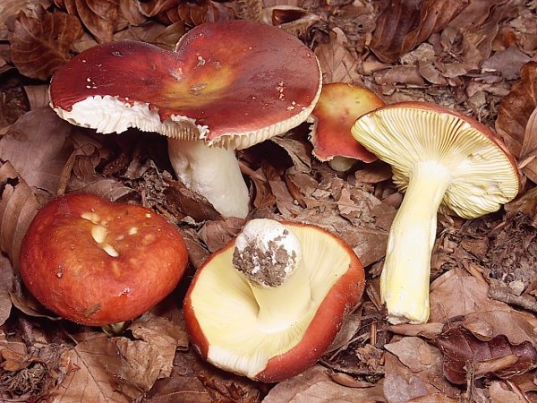 26 de Octubre de 2010 Crualga (Russula aurata)  - 