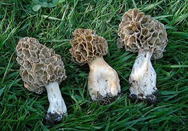 26 de Octubre de 2010 Múrgola grisa (Morchella vulgaris)  - 