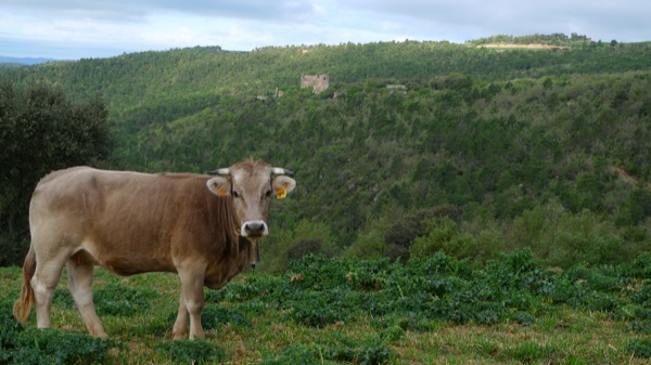 25 de Abril de 2010 Les vaques campen lliures pels boscos verges i solitaris de la vall del Llanera  Llanera -  Xavier Sunyer