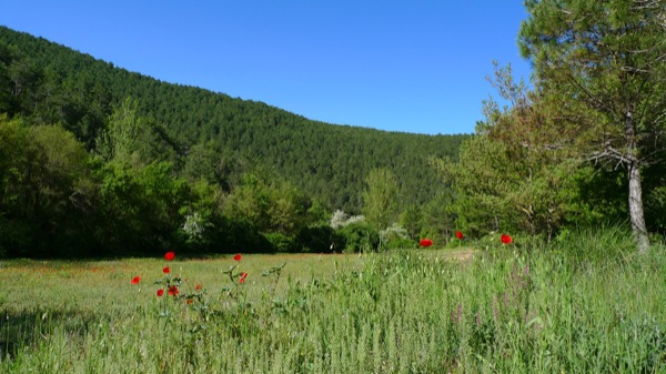 25 de Abril de 2010 Vall del riu llanera. Un indret ple de colors i llum  Llanera -  Xavier Sunyer