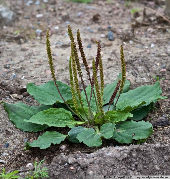 2 de Juny de 2011 Mata de Plantatge  - 