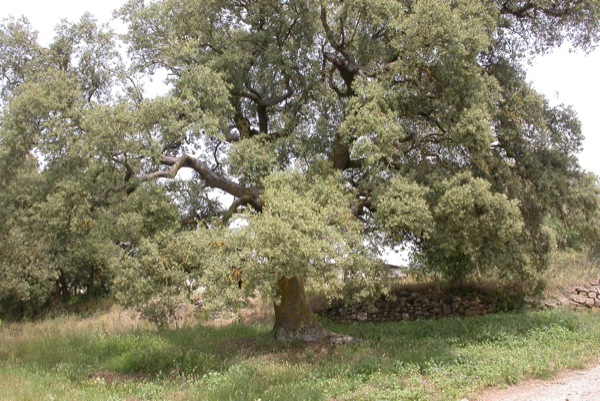 12.6.2011 Alzinera centenària  Sant Serni -  Ramon Sunyer