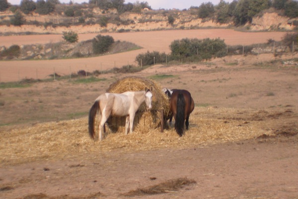 12.6.2011 Cavalls  Sant Serni -  Ramon Sunyer