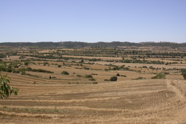 27.6.2011 Camps de cereals segarrencs  Vicfred -  Ramon Sunyer