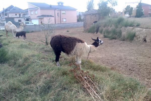 18 de Agost de 2011 El circ:: llama  Torà -  Ramon Sunyer