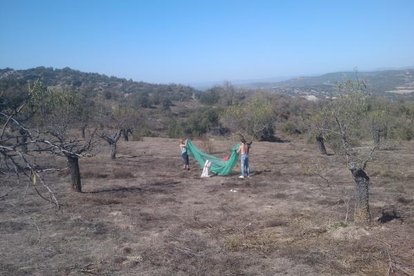 12 de Octubre de 2011 Plegant ametlles  Torà -  Ramon Sunyer