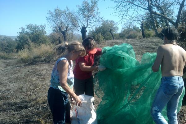 12 de Octubre de 2011 Plegant ametlles  Torà -  Ramon Sunyer