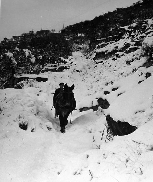 1 de Gener de 1971 pagès amb el matxo passant pel camí­ nevat  L'Aguda -  xavier sunyer